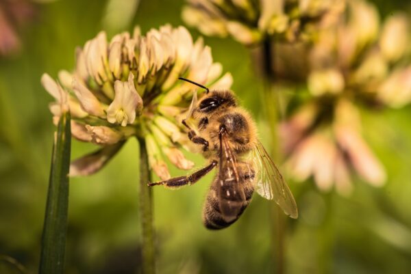 Honey Bee in collecting pollen